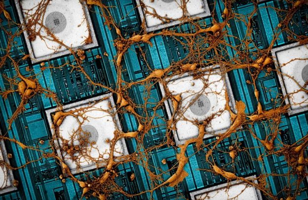 三星与哈佛大学提出论文，借助存储芯片通过反向工程复制人类大脑-芯智讯